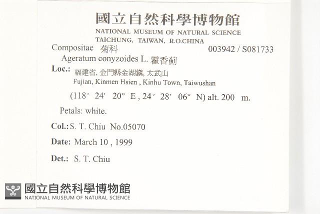 霍香薊藏品圖，第2張