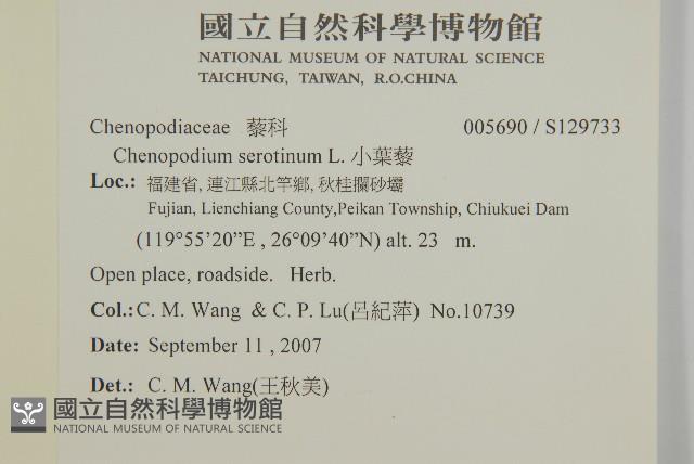 小葉藜藏品圖，第2張