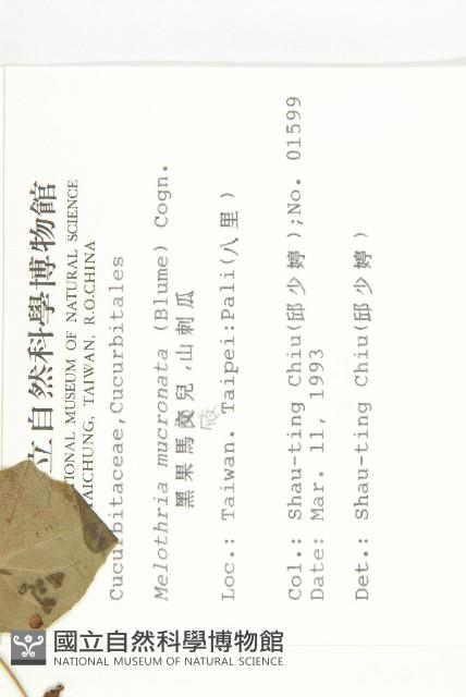 黑果馬交兒藏品圖，第2張