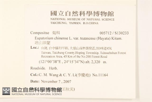 塔山澤蘭藏品圖，第2張