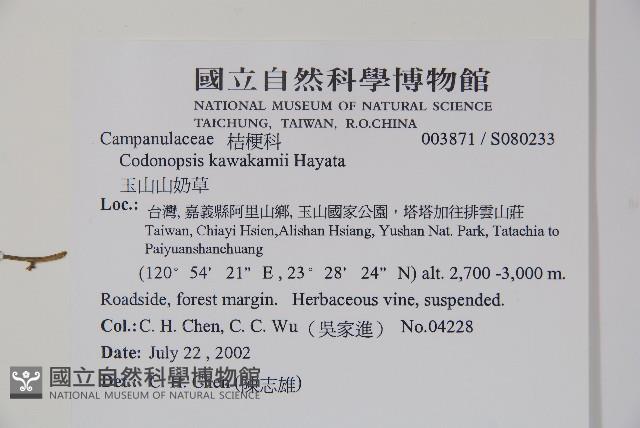 玉山山奶草藏品圖，第2張