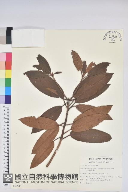 玉山杜鵑藏品圖，第1張