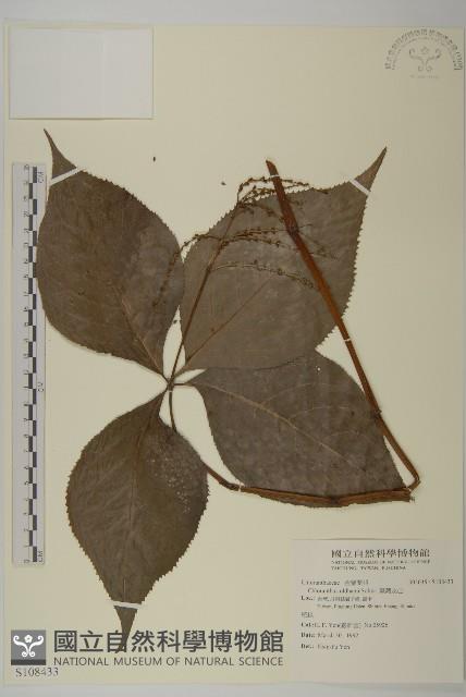 臺灣及己藏品圖，第1張