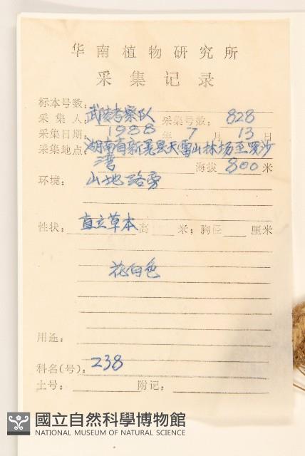 佩蘭、澤蘭藏品圖，第2張