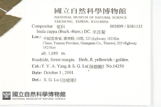 羊耳菊藏品圖，第2張