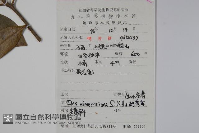 厚葉冬青藏品圖，第2張