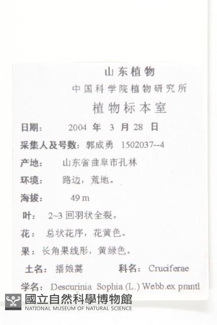 播娘蒿藏品圖，第2張