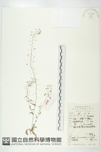 薺藏品圖，第1張