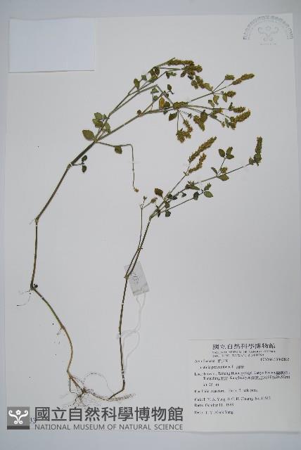 爵床藏品圖，第1張