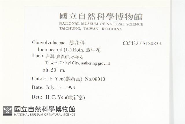 紫花牽牛、美洲牽牛花藏品圖，第2張