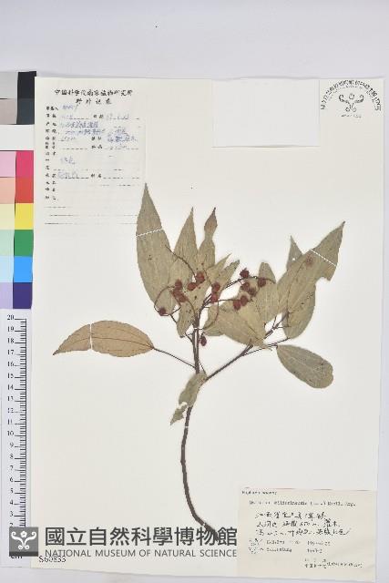 粗糠柴藏品圖，第1張