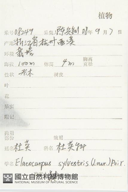 杜英、山杜英、蘭嶼杜英藏品圖，第2張