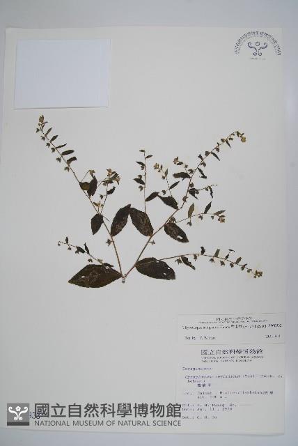 盾果草藏品圖，第1張