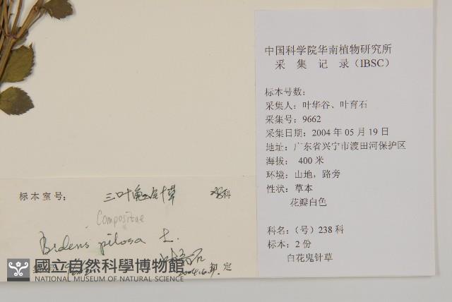 白花鬼針藏品圖，第2張