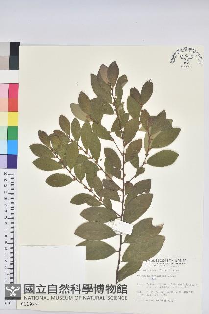 土密樹藏品圖，第1張