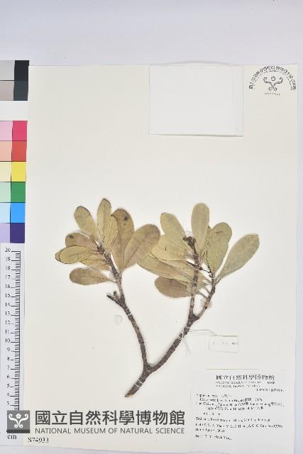 蘭嶼土沉香藏品圖，第1張