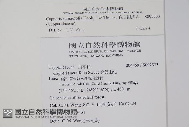 毛瓣蝴蝶木藏品圖，第2張