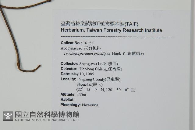 細梗絡石藏品圖，第2張