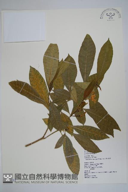 南洋馬蹄花藏品圖，第1張