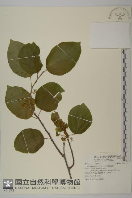 大葉南蛇藤藏品圖，第1張