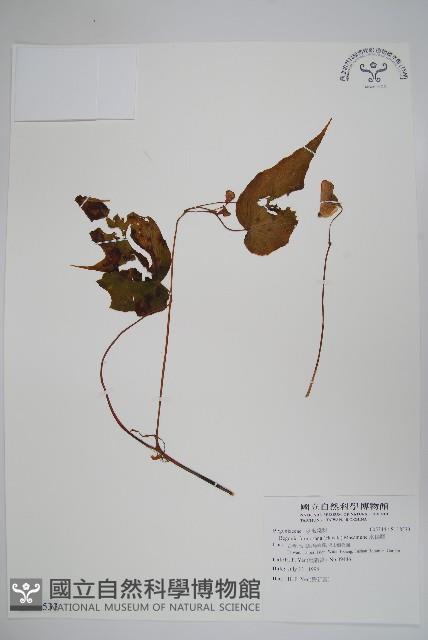 水鴨腳藏品圖，第1張