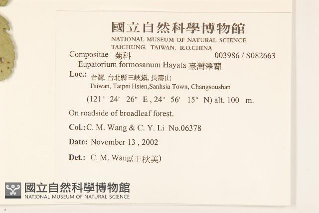 臺灣澤蘭藏品圖，第2張