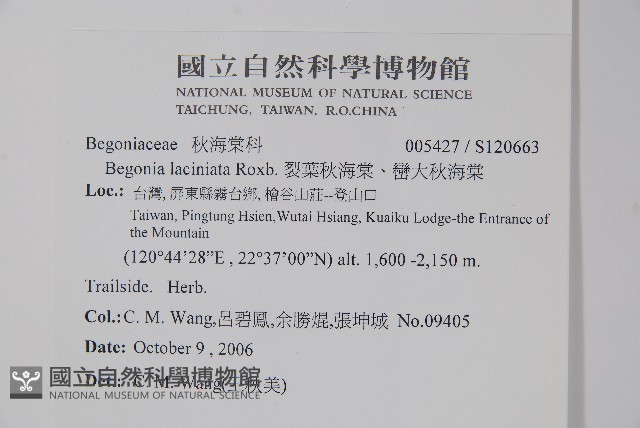 裂葉秋海棠、巒大秋海棠藏品圖，第2張