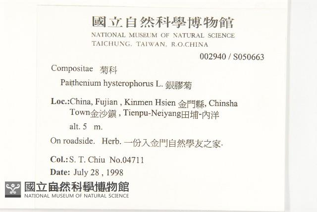 銀膠菊藏品圖，第2張