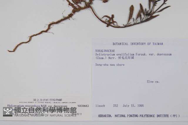 伏毛天芹菜藏品圖，第2張