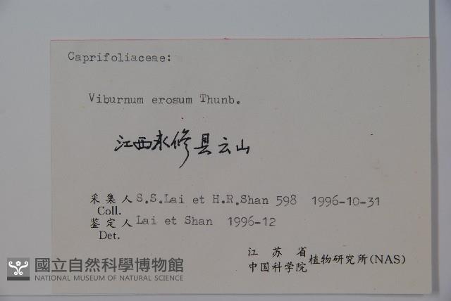 松田氏莢迷、宜昌莢迷藏品圖，第2張