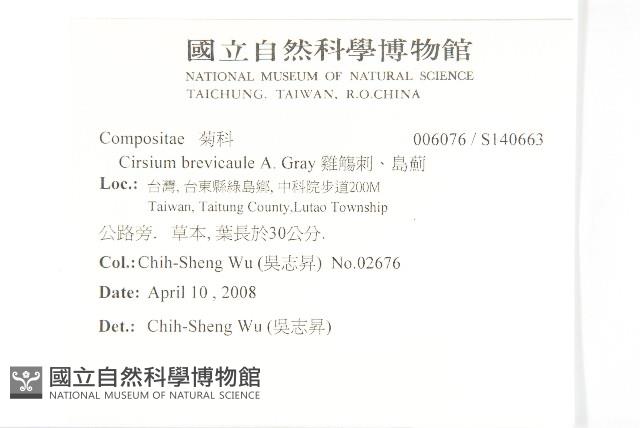 白花小薊藏品圖，第2張