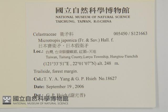 日本賽衛矛、日本假衛矛藏品圖，第2張