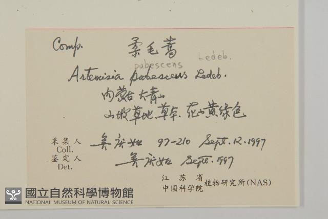 柔毛蒿藏品圖，第2張