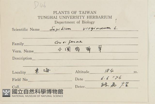 獨行菜藏品圖，第2張