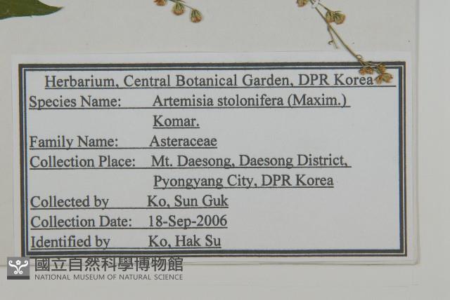 寬葉山蒿藏品圖，第2張