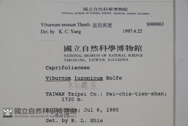 松田氏莢迷、宜昌莢迷藏品圖，第2張