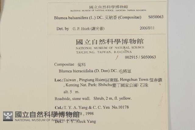 艾納香藏品圖，第2張