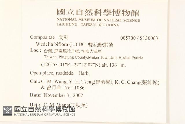 雙花蟛蜞菊藏品圖，第2張