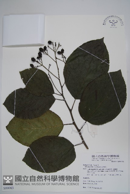 破布烏藏品圖，第1張