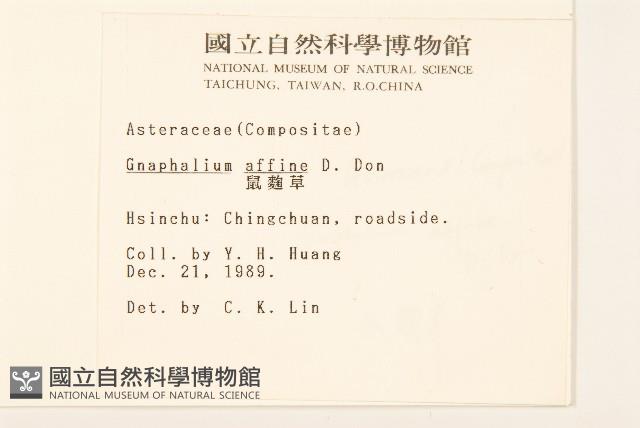 鼠麴草藏品圖，第2張