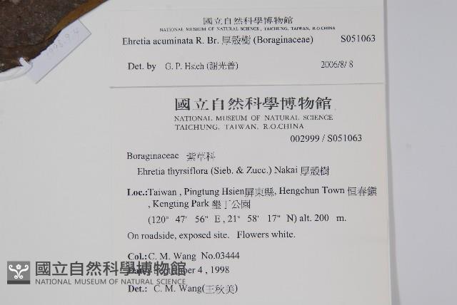 厚殼樹藏品圖，第2張