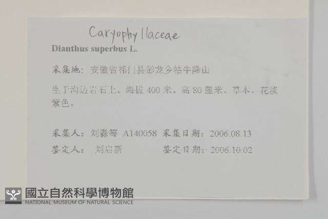 瞿麥藏品圖，第2張