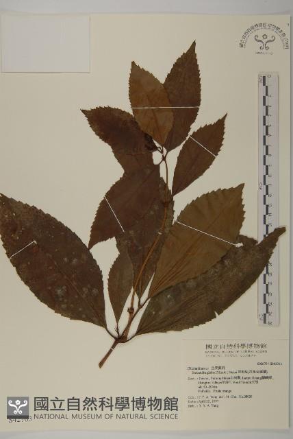 草珊瑚、紅果金粟蘭藏品圖，第1張