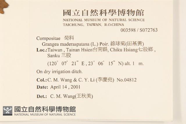 線球菊、田基黃藏品圖，第2張