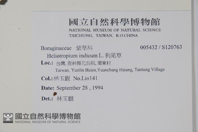 狗尾草藏品圖，第2張