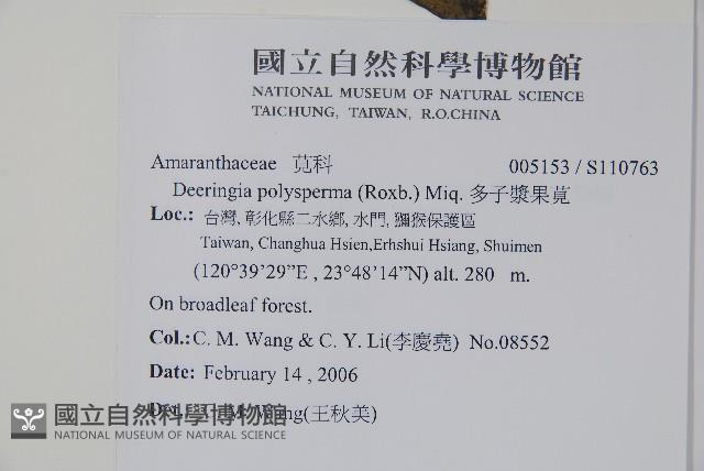 多子漿果莧藏品圖，第2張