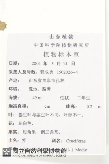 薺藏品圖，第2張