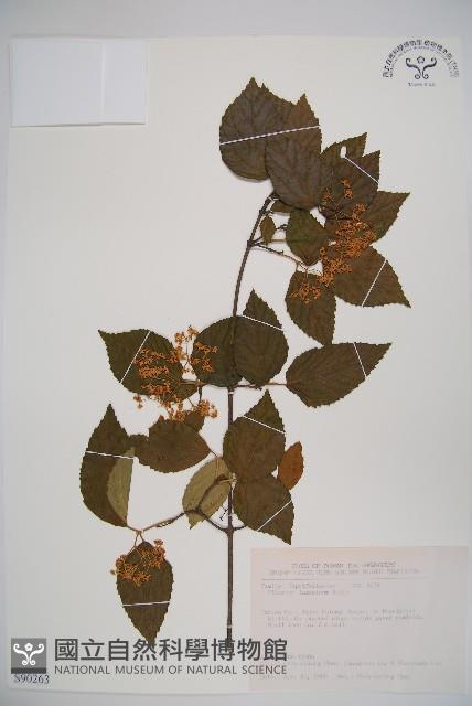 呂宋莢迷藏品圖，第1張