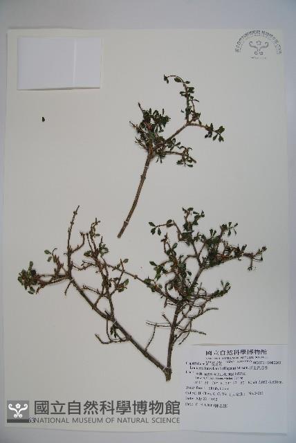 川上氏忍冬藏品圖，第1張