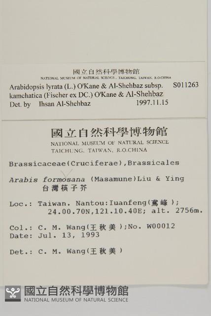 玉山筷子芥藏品圖，第2張